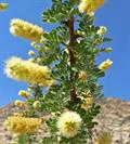 آکاسیا پنجه گربه ای
